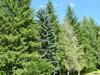 Holiday Home Crkvina