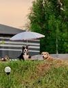 Rak Glamping