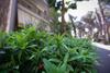 Apartamento Pine-tree Apt W/ Private Garden 50 M From The Sea