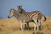 Lodge Botlierskop Private Game Reserve