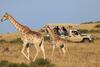 Lodge Botlierskop Private Game Reserve