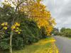 Byron Hinterland Farm - Minutes To Everything!