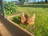 Byfrons Phillip Island Farmhouse
