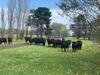 Byfrons Phillip Island Farmhouse
