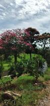 Ch�cara Morro Grande Boa Vista Do Silva