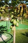 Hotel Eco Resort Bela Riba