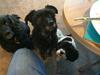 Glan Gwna Upper Lakeside Chalet Dog Friendly