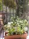 B&B I Glicini