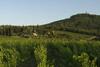 Villa Petrolo: B�ggina Country House