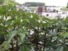 Bed & Breakfast Villa Emme