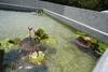Lu Tsai Homestay
