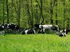 Tentrr Signature Site - Meadow Ridge Farm Meadow