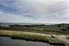Spartina #5-bb