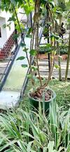 Hotel Cinnamon Garden - Hiriketiya