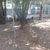 Agroturismo Al Maha Farm