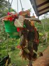 Hostal Whiteflowerhomestayella