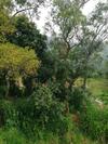 Hostal Whiteflowerhomestayella