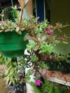 Hostal Whiteflowerhomestayella
