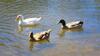 Sanctuary Lakes Fauna Retreat