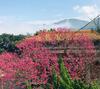 Jiufen Wangqin Sea View Homestay