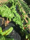 Lodge Finca Briab�