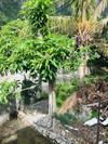 Charming Tropical 2-bed House In Soufriere