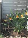 Hostal Zebras Guest House Geraldton