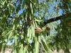 Agroturismo Los Trulls D�auligu�