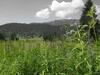 Apartamento G�stehaus Metzler