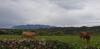 Agroturismo Turismo Rural El Piensu