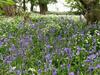 Lovage Cottage