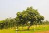Savli Farms Camping And Adventures
