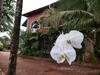 Hotel Pride Chira Meadows Ecoresort & Wellness Spa, Dapoli