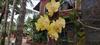 Hotel Pride Chira Meadows Ecoresort & Wellness Spa, Dapoli