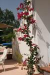 Pension - B&B Casa Alegria