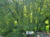Apartman Brijestovi