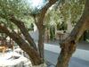 Leros Eleonas Apartments