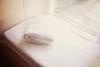 Hostal Broncoed Uchaf Country Guest House