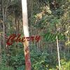 Lodge Cherry Villa-holiday Home