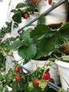 Hotel Greenview Guesthouse Dalat