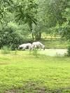B&B Landgoed Bergerven