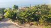 Apartamento Cozy 1-bedroom Condominium In Prestigious Conchas Chinas