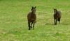 Bed & Breakfast Ancien Haras De La Tour