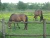 Bed & Breakfast Chambre D'h�tes Proche Puy Du Fou
