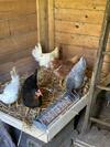 Bed & Breakfast Chez Mamylette