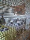 Apartamento Sunflower Room