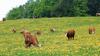 Apartamento Weitblick "entspannen - Wohlf�hlen - Aktiv Erholen"