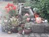 Apartamento Sommerfrische