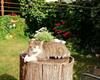 Apartamento Ferienhof Schw�be