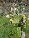 G�te Du Jardin